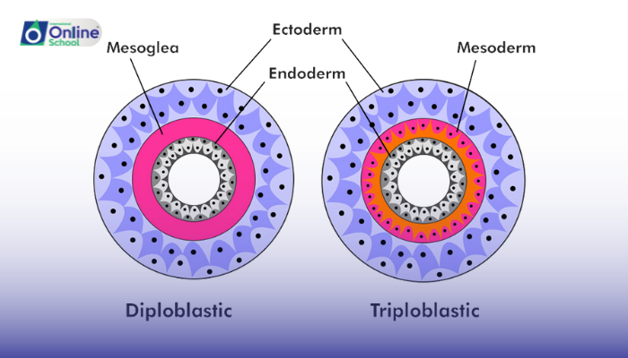 Lesson 03: Diploblastic and Triploblastic Organization